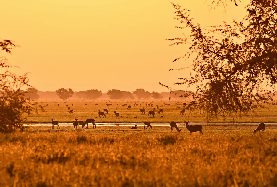 GORONGOSA SAFARIS - Landscapes - A glowing dusk through the plains